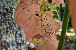 Dua jenis serangga menyerang daun yang sama iaitu Larva Tortricid dan Kutu Daun