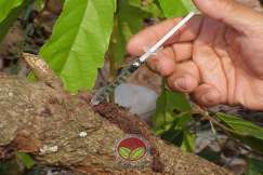 Kawalan Pengorek Batang atau Dahan dengan mencucuk racun serangga pada lubang pernafasan