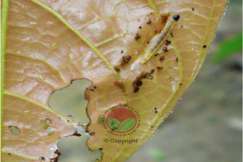 Larva Ulat Daun dan simptom serangan