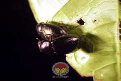 Proses pengawanan kumbang kaboi hitam