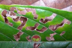 Kerosakan kumbang kaboi coklat dimana menyebabkan bentuk tebukan jejaring pada daun