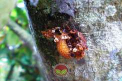 Larva Ulat Pengorek Batang