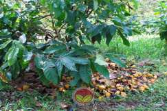Serangan meningkat jika kulit koko diserang upbk dibiarkan di dalam kebun