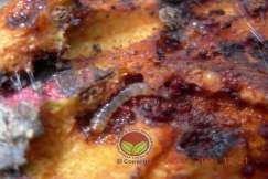 Larva ulat pengorek sabut