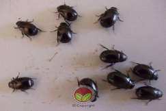 Kumbang kaboi hitam