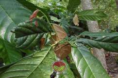 Pucuk koko akan menjadi berpintal akibat diserang kutu daun