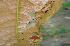 Simptom serangan Ulat Daun Larva Tortricid
