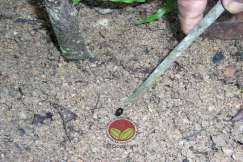 Kumbang ditemui didalam tanah