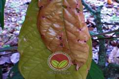 Serangan Ulat Bungkus pada daun muda