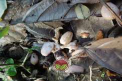 Sisa biji koko yang diserang tupai dengan biji yang masih elok bertaburan di lantai tanah