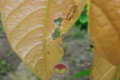 Larva Ulat Daun Tortricid berserta dengan frass halus dibawah permukaan daun
