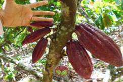 Saiz buah koko yang sesuai dibalut sekitar 7-9 cm keatas
